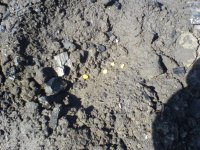 6. Зерна кукурузы разбросаны и политы водой в таких ямках. Осталось их засыпать сверху удобренной землей 6. Зерна кукурузы разбросаны и политы водой в таких ямках. Осталось их засыпать сверху удобренной землей